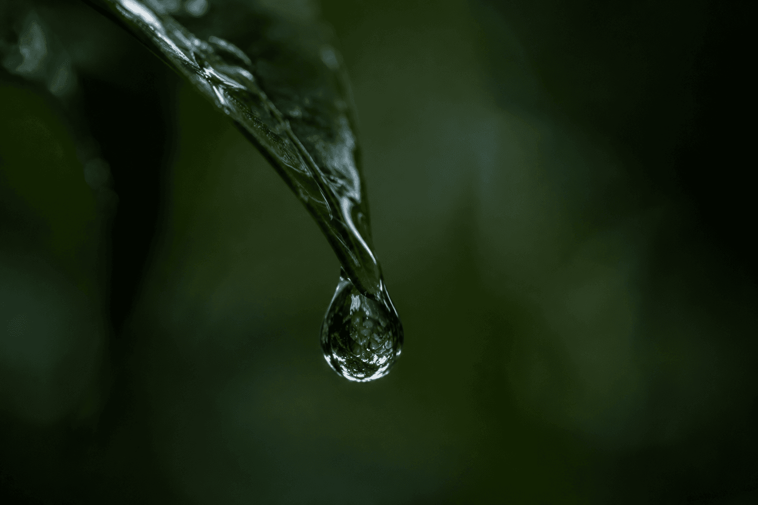 Single dew drop hanging from a leaf.