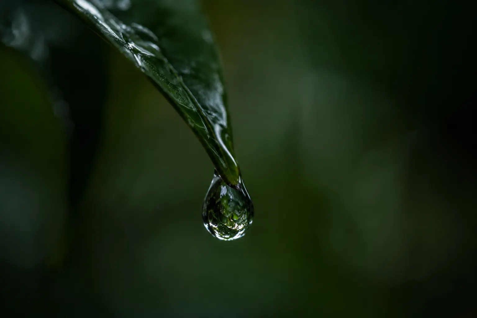 Single dew drop hanging from a leaf.